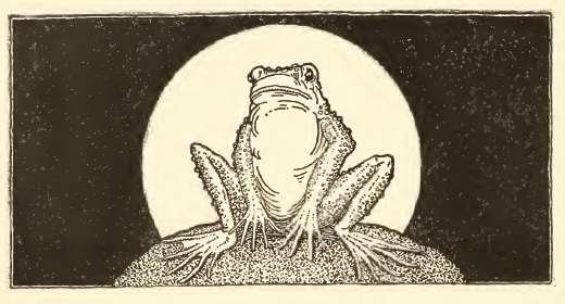 Frog in Moonlight