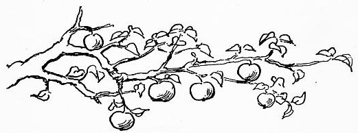 Apples on a Branch