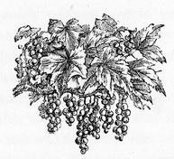 Drawing of Grapes on the Vine