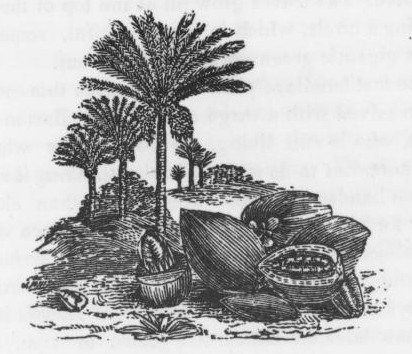Date Palm Drawing