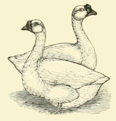 White Chinese Goose