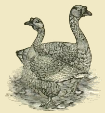 Bremen Geese