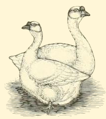 Brown Chinese Goose