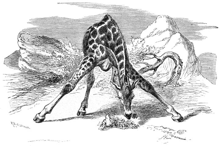 Giraffe Drawing