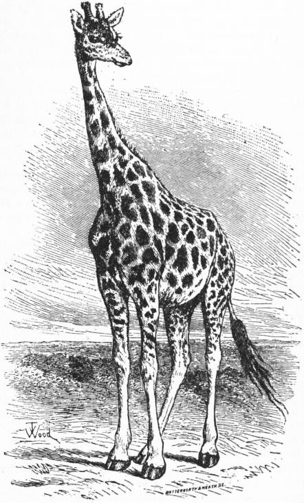 Stately Giraffe Drawing