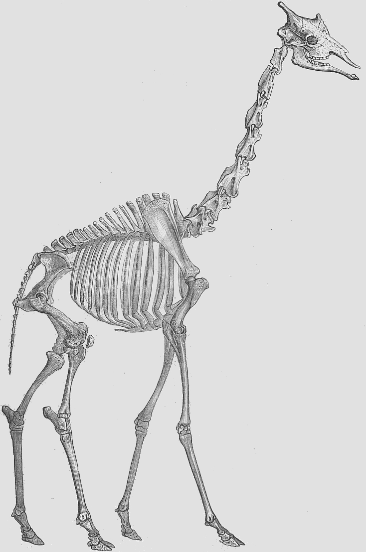 Giraffe Skeleton Drawing