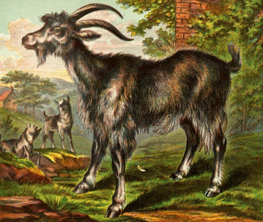 Goat & Kids Drawing