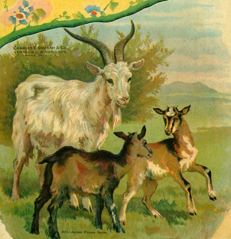 Old Goat & Kids Image