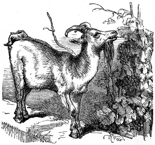 Goat Drawing