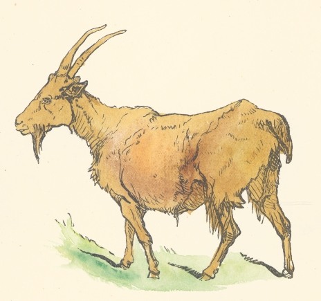 Brown Goat Drawing