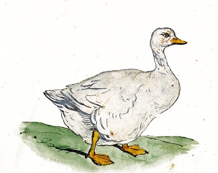 Drawing of a White Goose