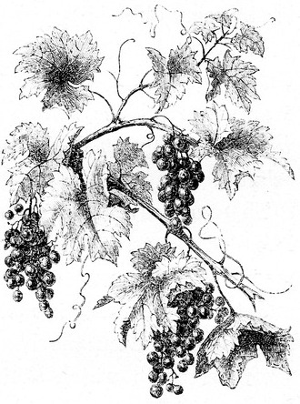 Grape Vine Drawing