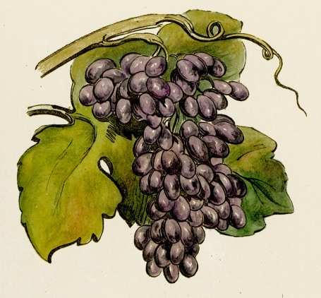 Grape Clip Art Drawing