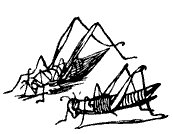 Grasshopper Picture