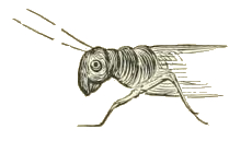 Grasshopper Sketch