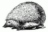 Hedgehog Drawing