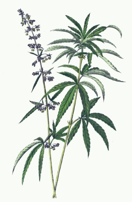 Hemp Plant Drawing