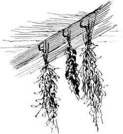 Herbs Hung to Dry