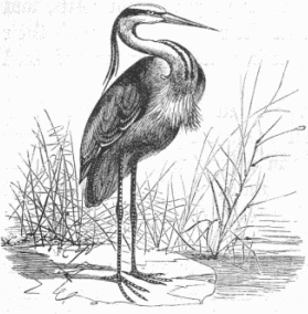 Heron Drawing