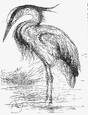 Heron Drawing