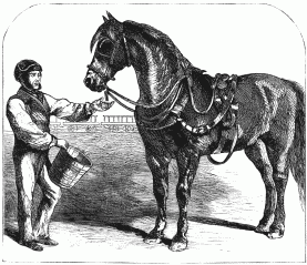 The Clever Horse