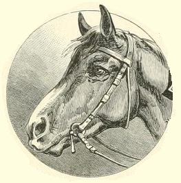 Round Horse Drawing