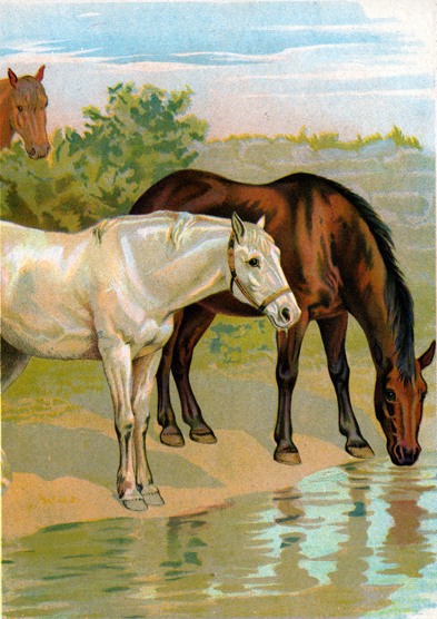 Drinking Horses