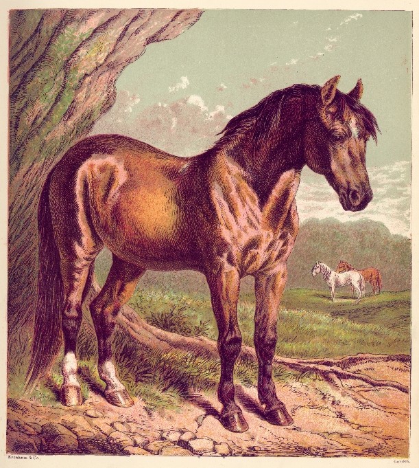 Stallion Guarding Mares