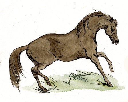 Brown Horse Drawing