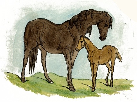 Horse & Foal Drawing