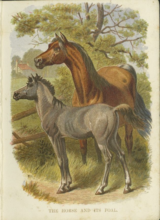 Horse with Foal Drawing