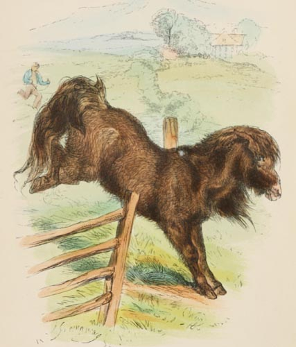 Shetland Pony Drawing