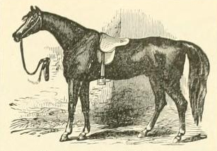 Saddled Horse Drawing