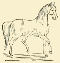 Horse Clip Art