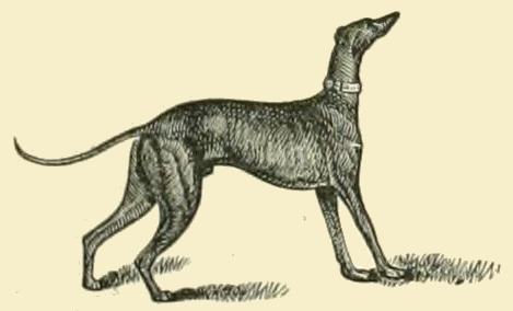 Greyhound Drawing