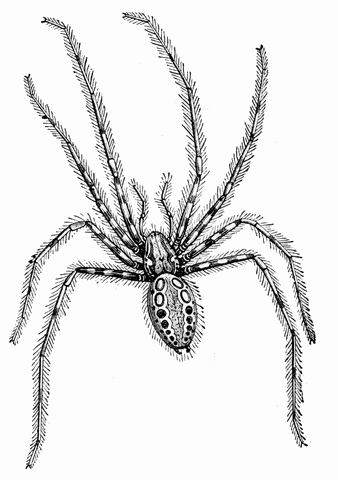 House Spider Drawing