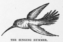Flying Hummingbird Drawing