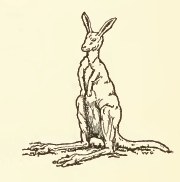 Kangaroo Drawing