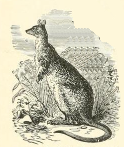 Kangaroo Drawing