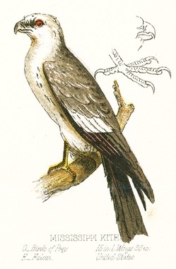Mississippi Kite Illustration