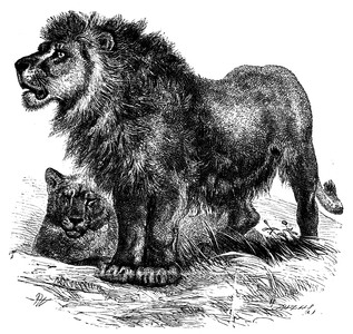 Male lion and mate.