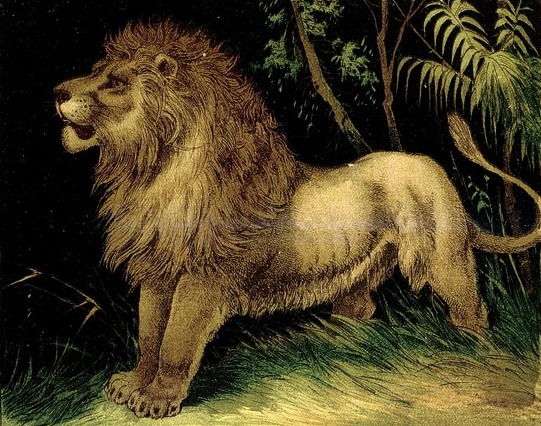 Dramatic Lion Drawing