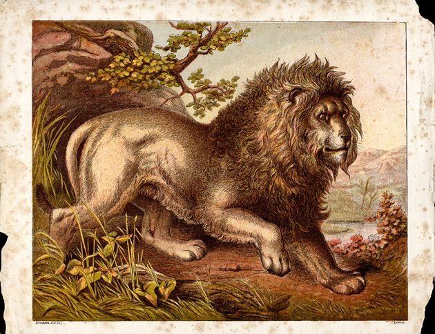 Vintage Lion Drawing
