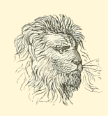 Portrait of a Lion