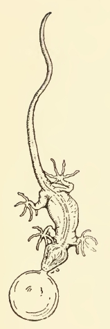 Lizard Drawing with Dewlap
