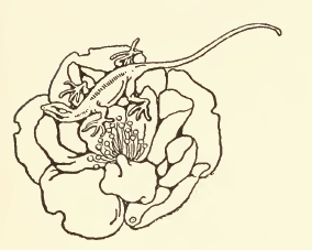 Lizard & Rose Drawing