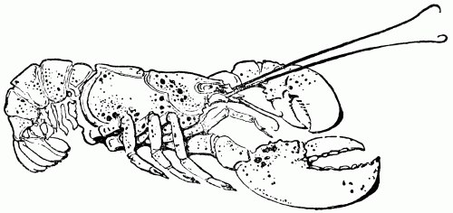 Lobster Drawing