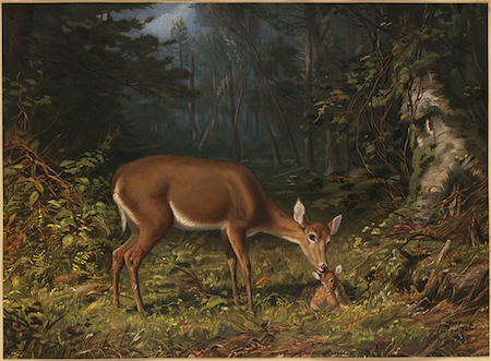 Maternal Deer Drawing