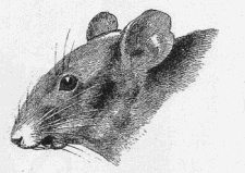 Mice Portrait