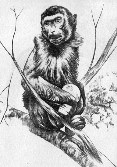 Monkey in Tree Drawing